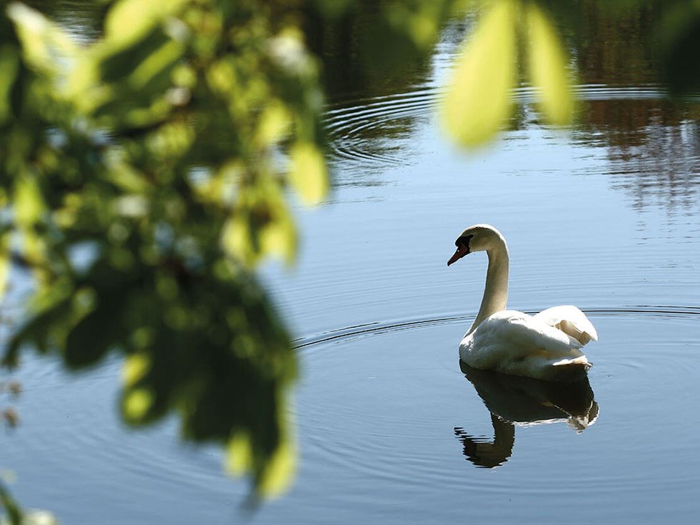 Bewick Green