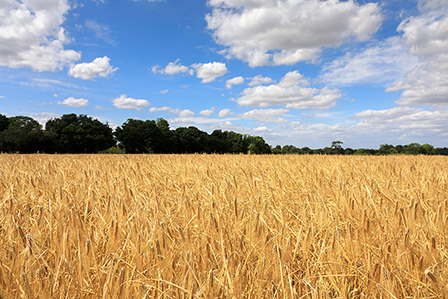 Acres of Open Space